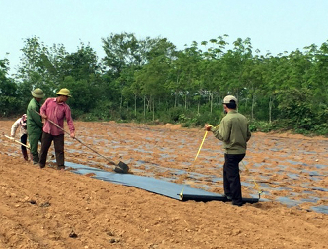 Dược liệu tại Quảng Bình